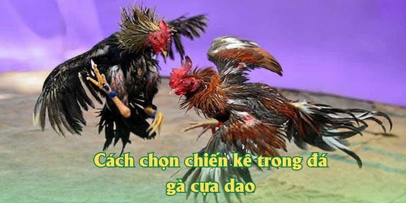 Cách chọn chiến kê trong đá gà cựa dao