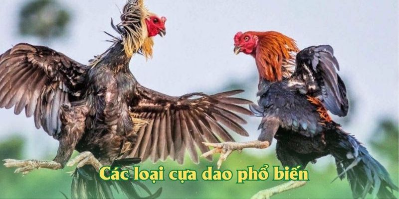 Các loại cựa dao phổ biến