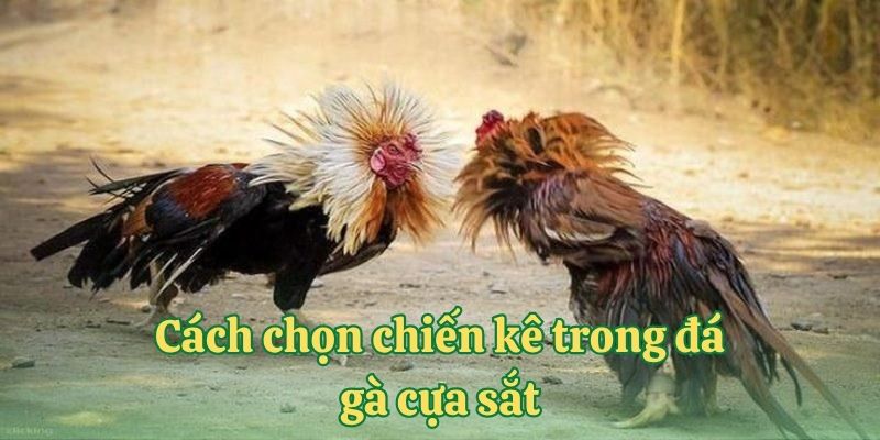 Cách chọn chiến kê trong đá gà cựa sắt