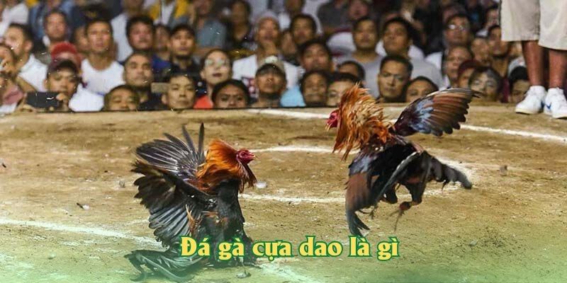 Đá gà cựa dao là gì