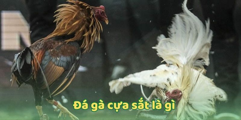Đá gà cựa sắt là gì