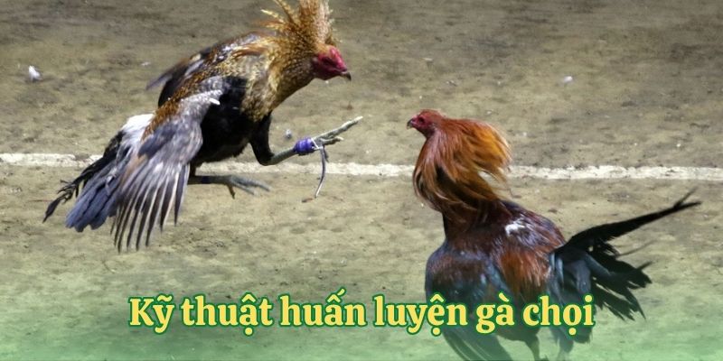 Kỹ thuật huấn luyện gà chọi