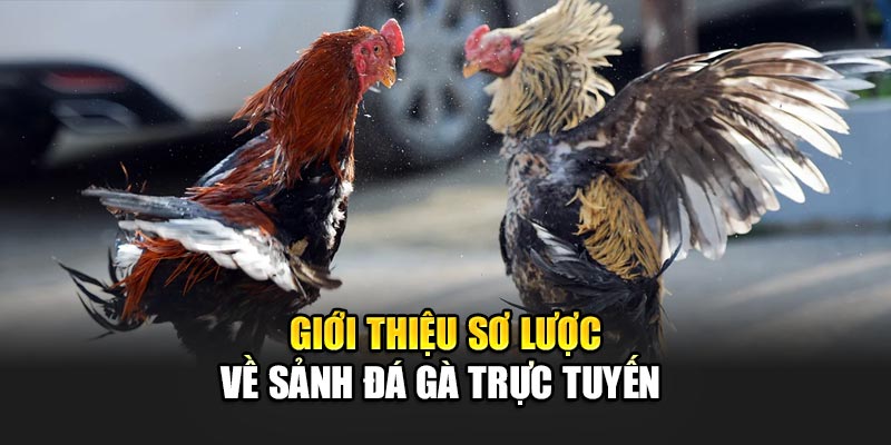 Trận đấu đỉnh cao tại Đá Gà 32win