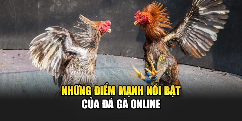 Cá cược hấp dẫn tại Đá Gà 32win